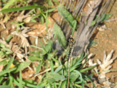 Indothemis carnatica