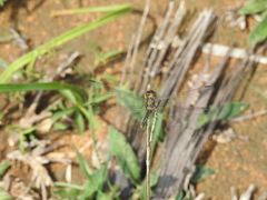 Indothemis carnatica