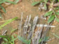 Indothemis carnatica