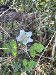Rubus hirsutus