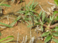 Indothemis carnatica