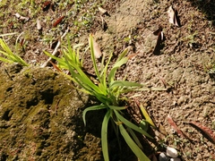 Melasphaerula graminea