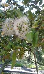 Syzygium maire