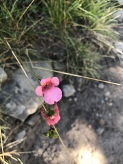 Diascia capsularis