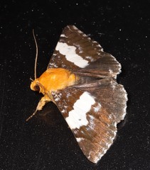Buzara latizona