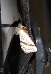 Epicoma derbyana
