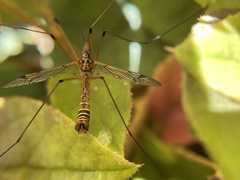 Hesperotipula
