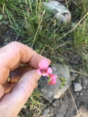 Diascia capsularis