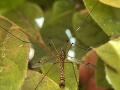 Hesperotipula