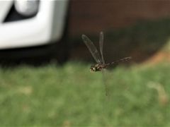 Hemicordulia australiae