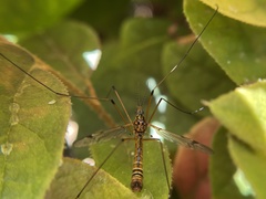 Hesperotipula