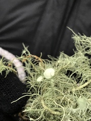 Usnea quasirigida