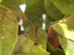 Hesperotipula