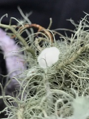 Usnea quasirigida