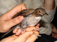 Turdus albicollis