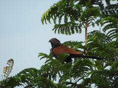 Centropus sinensis parroti