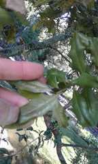 Syzygium maire