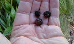 Syzygium maire