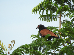 Centropus sinensis parroti