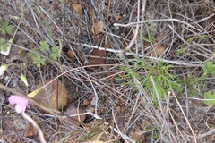 Oxalis polyphylla pentaphylla