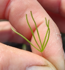 Oxalis polyphylla pentaphylla