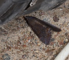 Hypocala guttiventris