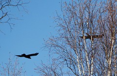 Corvus corax kamtschaticus
