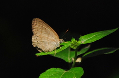 Paryphthimoides poltys