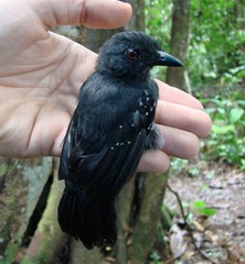 Thamnophilus aethiops