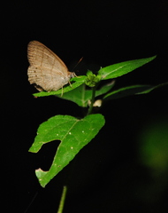 Paryphthimoides poltys