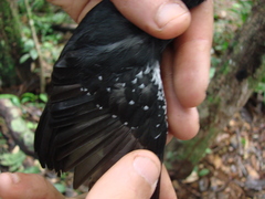 Thamnophilus aethiops
