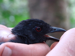 Thamnophilus aethiops