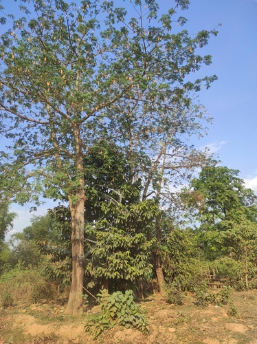 Kapok Tree