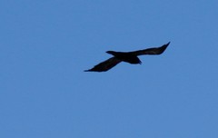 Corvus corax kamtschaticus