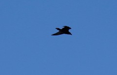 Corvus corax kamtschaticus