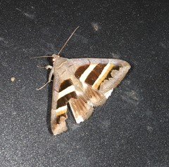 Grammodes cooma