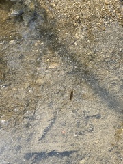 Gerris gracilicornis