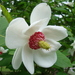 Magnolia sieboldii - Photo (c) Harald [ha75], μερικά δικαιώματα διατηρούνται (CC BY-NC-SA)