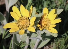 Wyethia helenioides