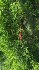 Baryrhynchus poweri