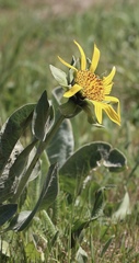 Wyethia helenioides