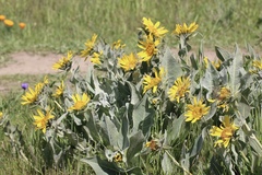 Wyethia helenioides