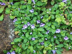 Ajuga pygmaea