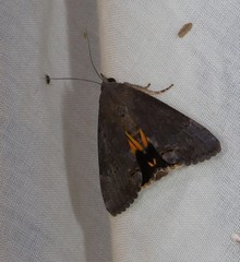 Hypocala guttiventris