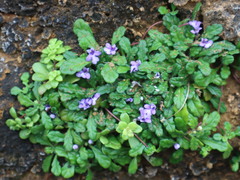 Ajuga pygmaea