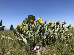 Wyethia helenioides