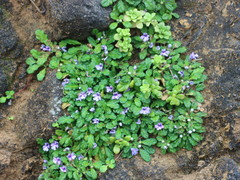 Ajuga pygmaea