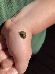 Solenotichus circuliferus