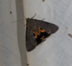 Hypocala guttiventris