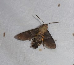 Macroglossum errans